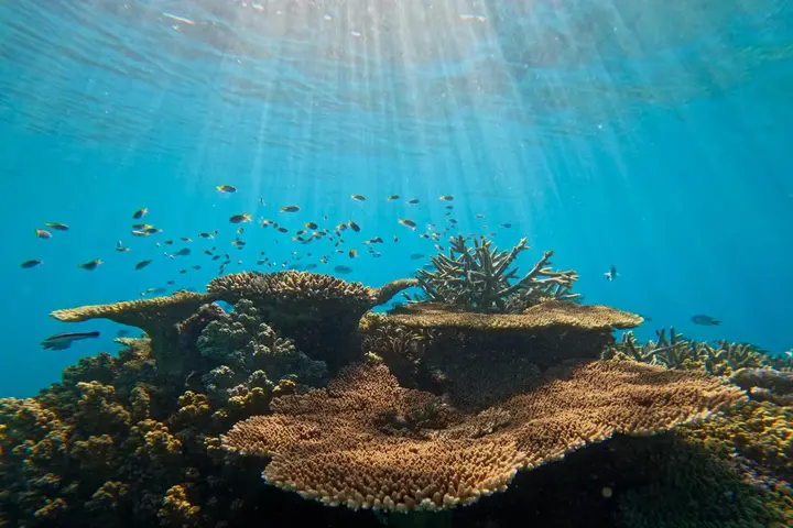 Table coral on the outer reef with snorkellers above