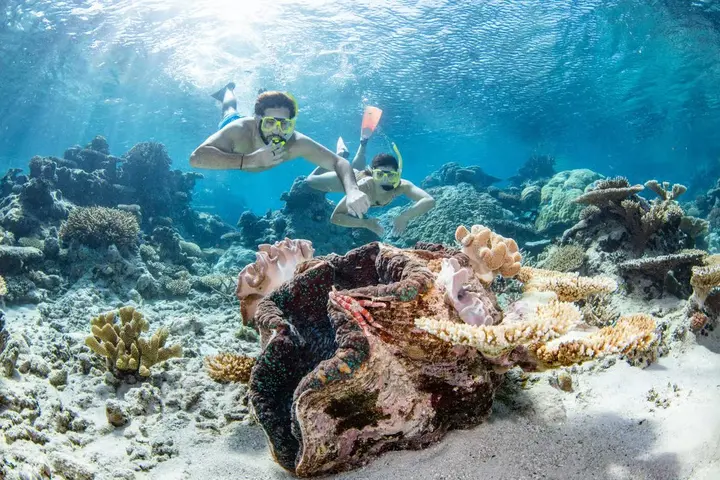 Giant clam on the reef